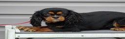 Cavalier King Charles Spaniel dogs for sale: Bridget - Ad 3