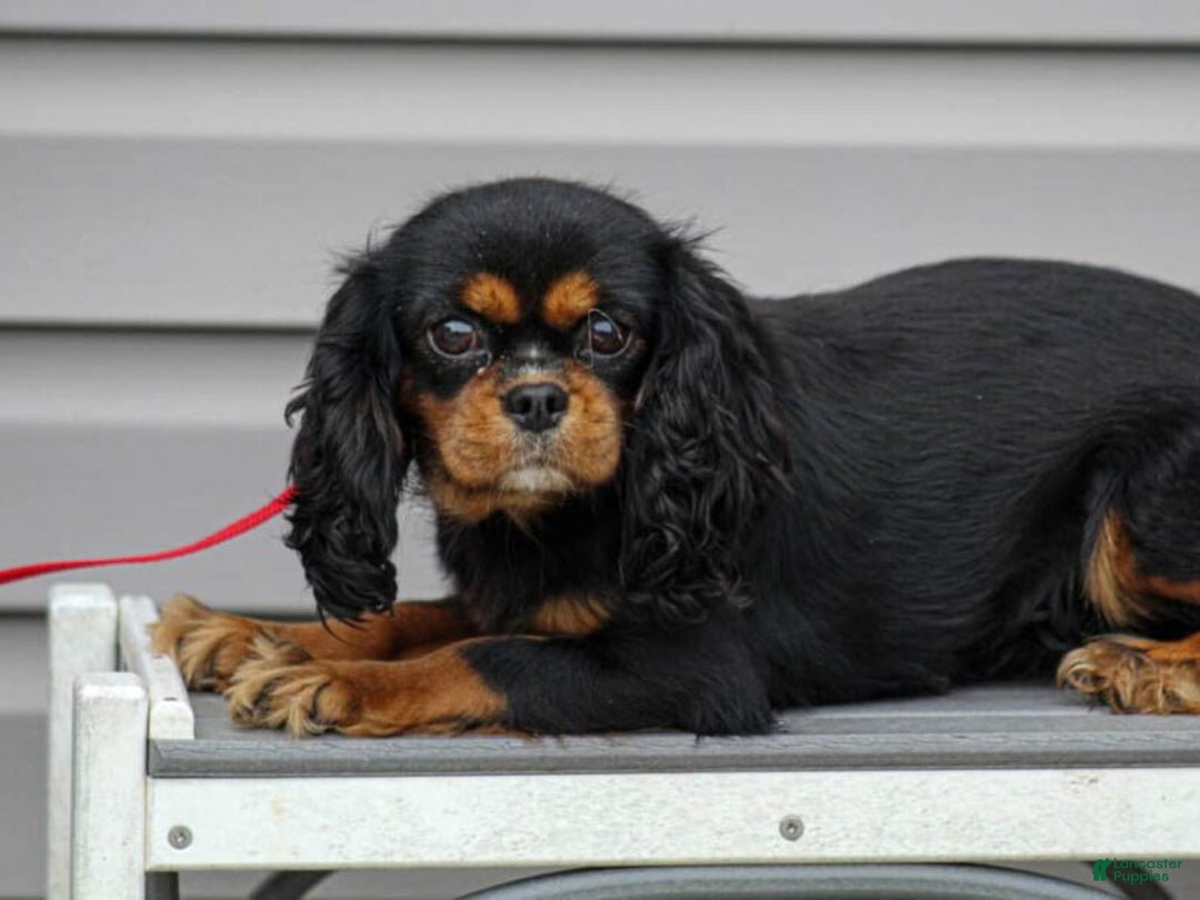 Cavalier King Charles Spaniel dogs for sale: Bridget - Ad 3
