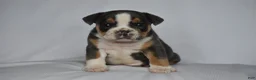 Beabull dogs for sale: Captain - Ad 4