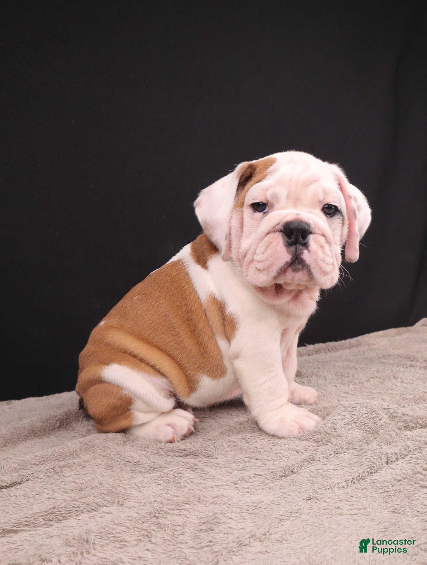 English Bulldog dogs Charlie  - Ad 1