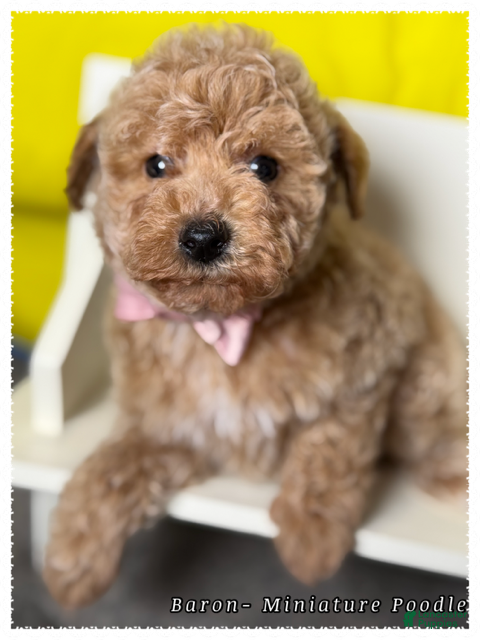 Miniature Poodle dogs Baron - Ad 1