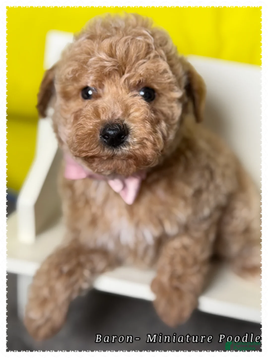 Miniature Poodle dogs for sale: Baron - Ad 1