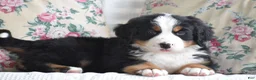 Bernese Mountain Dog dogs for sale: Bernard  - Ad 6