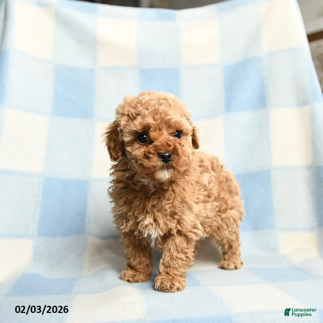 Toy Poodle dogs for sale: Abel - Ad 2