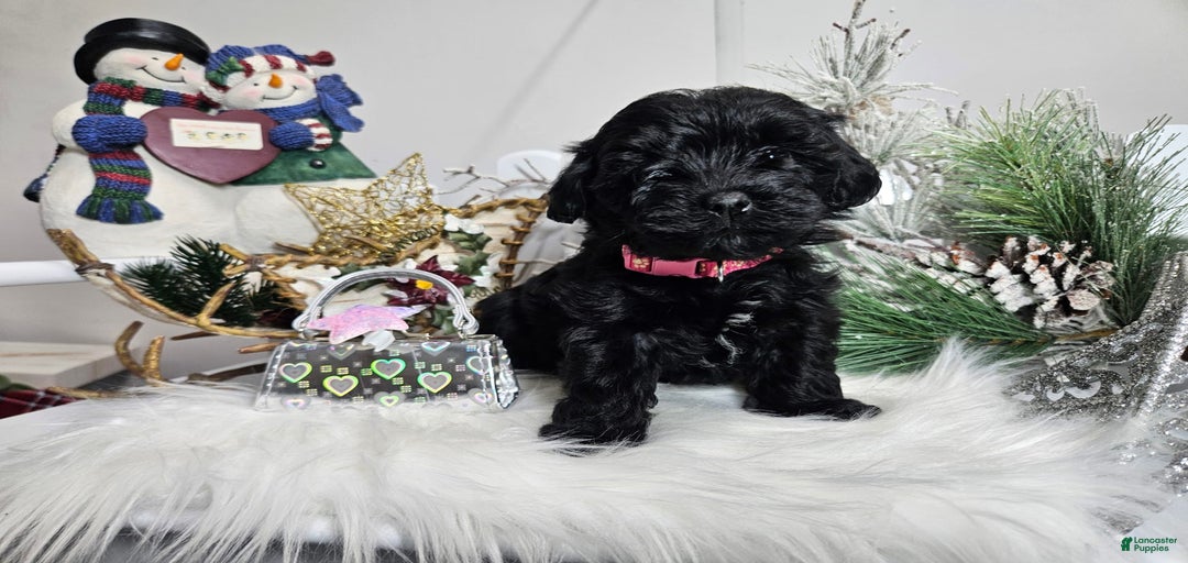 Gallery Image {{count}}