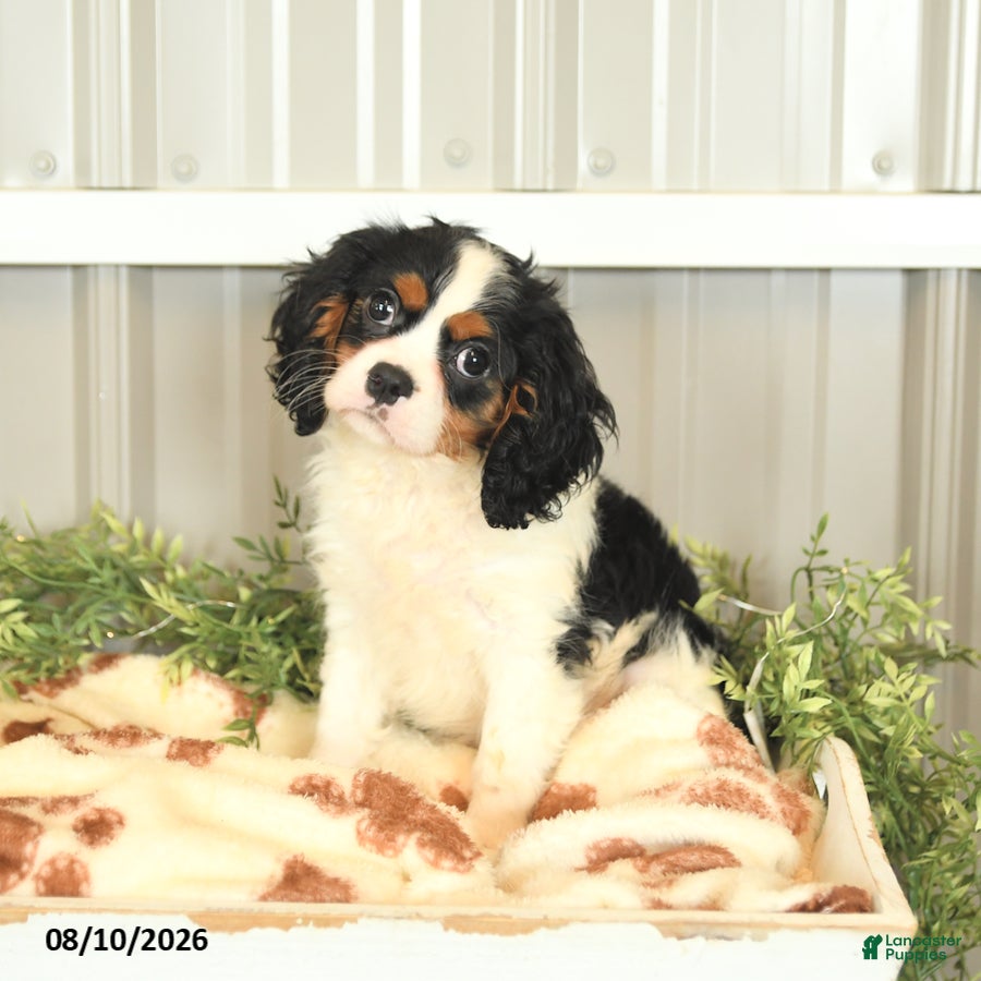 Cavalier King Charles Spaniel dogs Lucky - Ad 1