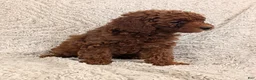 Miniature Poodle dogs for sale: Queenie  - Ad 16