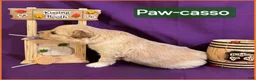 Mixed Breed dogs for sale: Samoyed - Poodle Doodle Sammypoo 3 - Ad 3