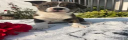 Mixed Breed dogs for sale: Carla - Ad 3
