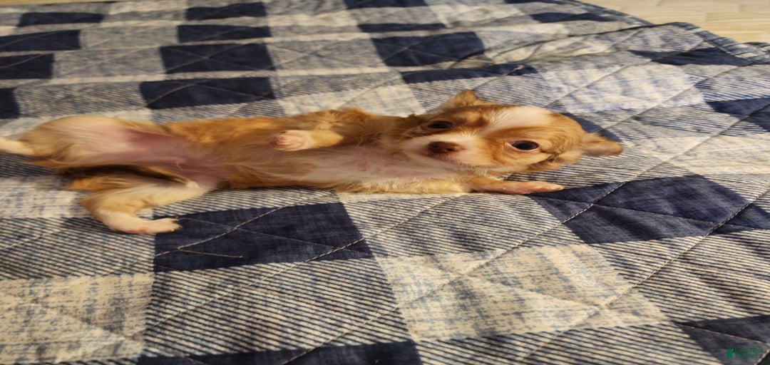 Gallery Image {{count}}