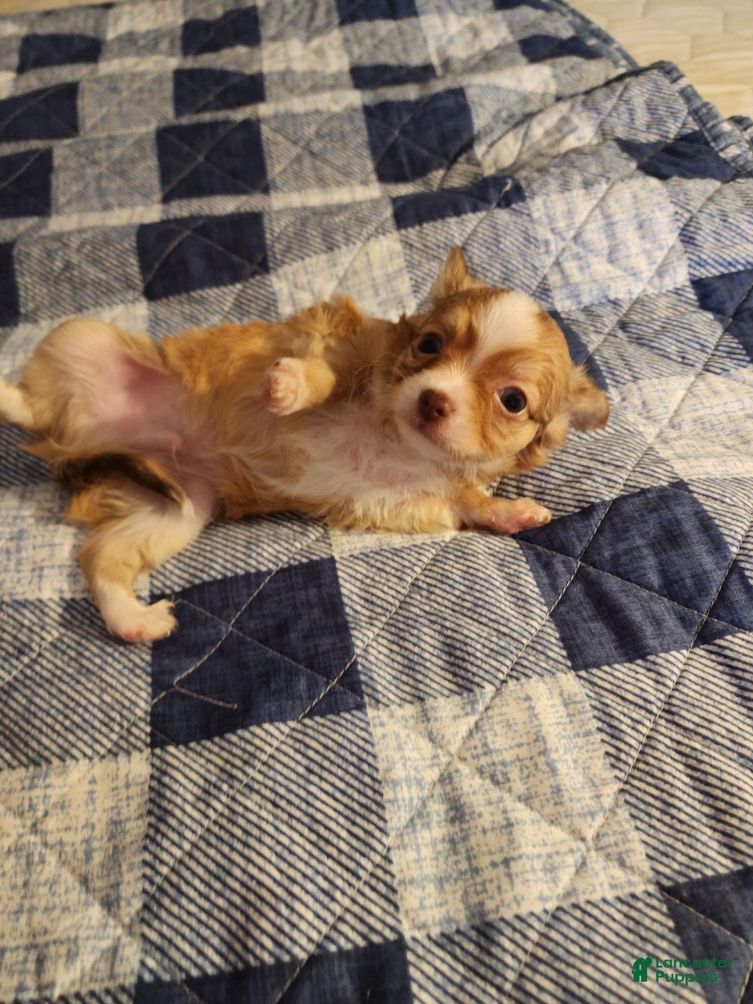 Gallery Image {{count}}