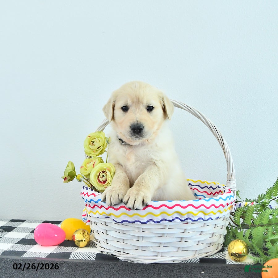 Golden Retriever dogs Teddy - Ad 1