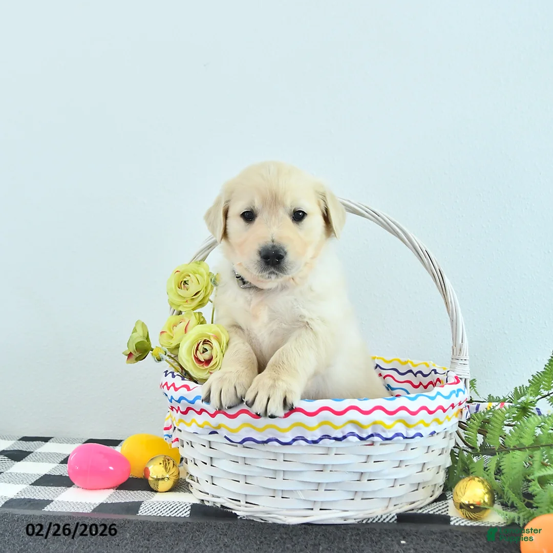 Golden Retriever dogs for sale: Teddy - Ad 1
