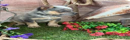 Australian Cattle Dog dogs for sale: Kodi - Ad 3