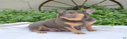 French Bulldog dogs for sale: Pebbles  - Ad 7