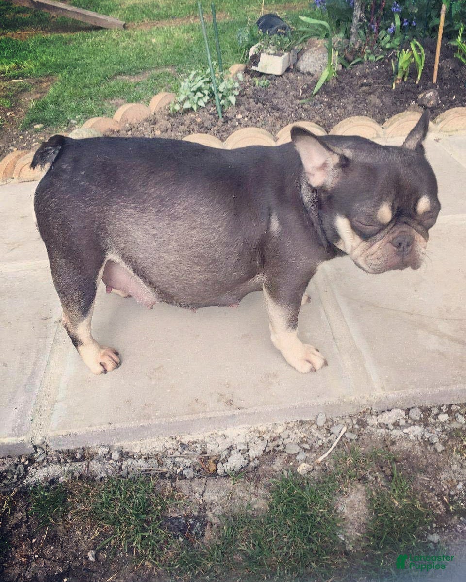Lulu