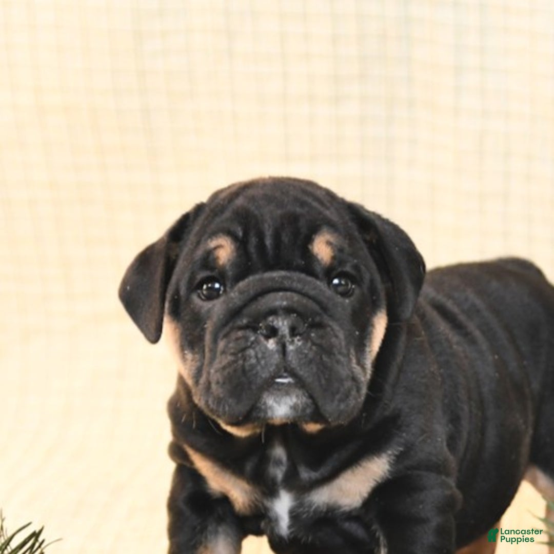 English Bulldog dogs for sale: Poinsettia - Ad 4