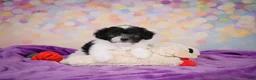 Maltipoo dogs for sale: Voilet - Ad 10