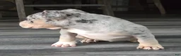 American Bully dogs for sale: Blue Merle Female 2 - Ad 3