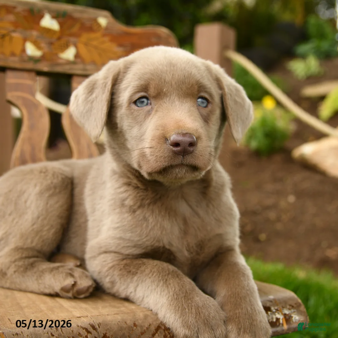 Labrador Retriever dogs for sale: Misty Blue - Ad 1