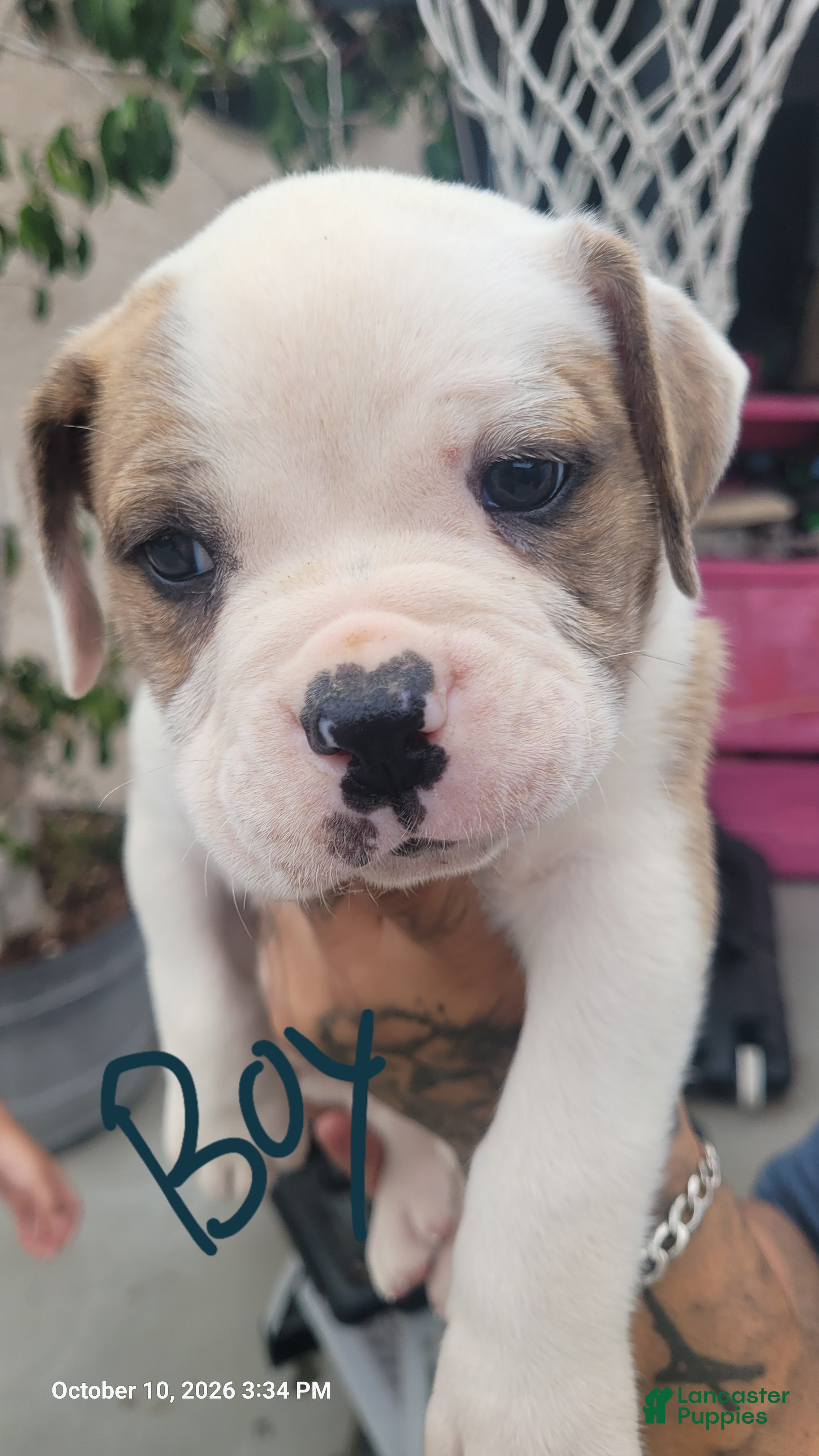 Mixed Breed dogs for sale: Mixed Breed 1 - Ad 26