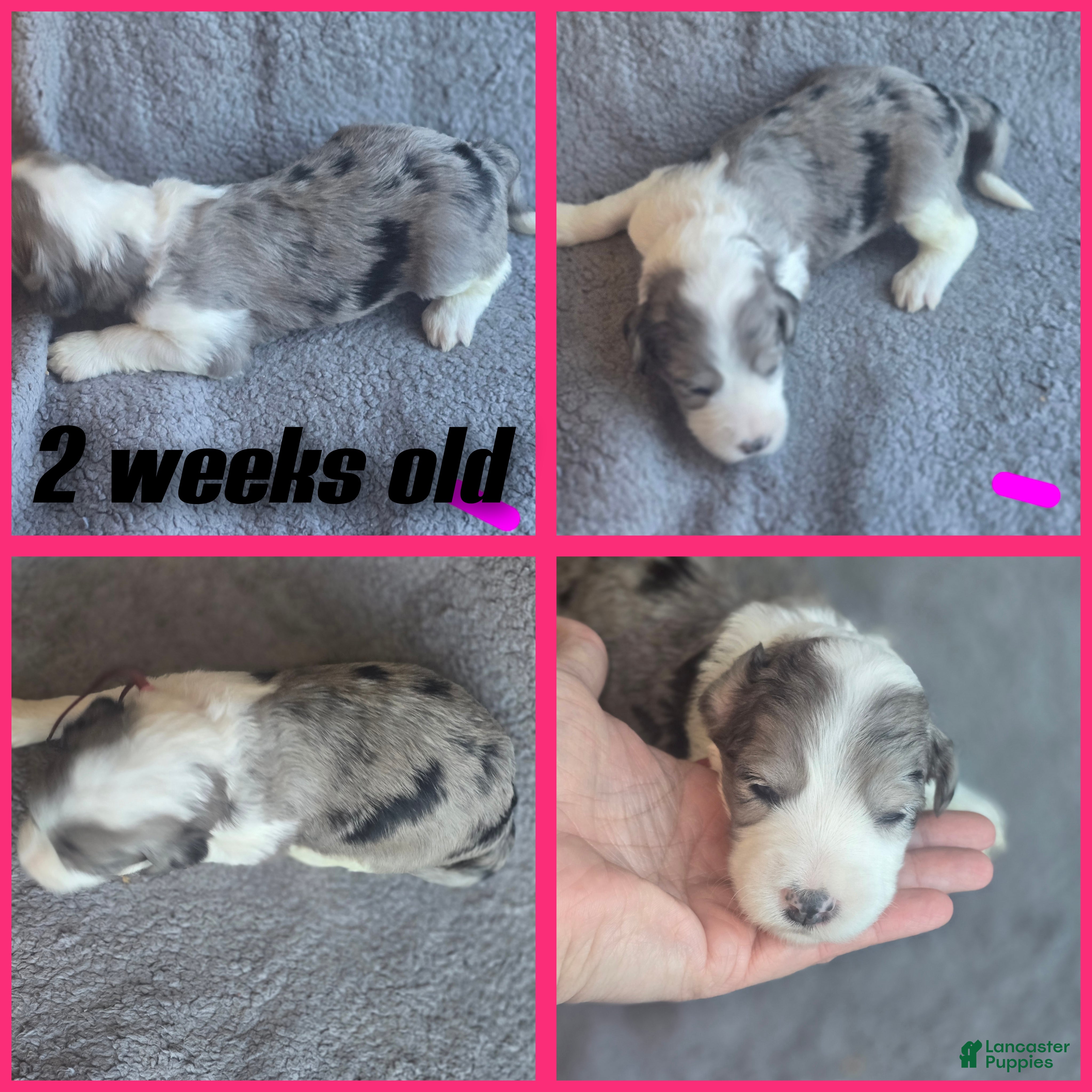 Sheepadoodle dogs Daisy-dark pink collar  - Ad 6