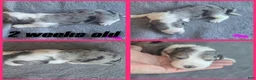 Sheepadoodle dogs for sale: Daisy-dark pink collar  - Ad 4