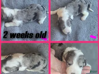 Sheepadoodle dogs Daisy-dark pink collar - Ad 6