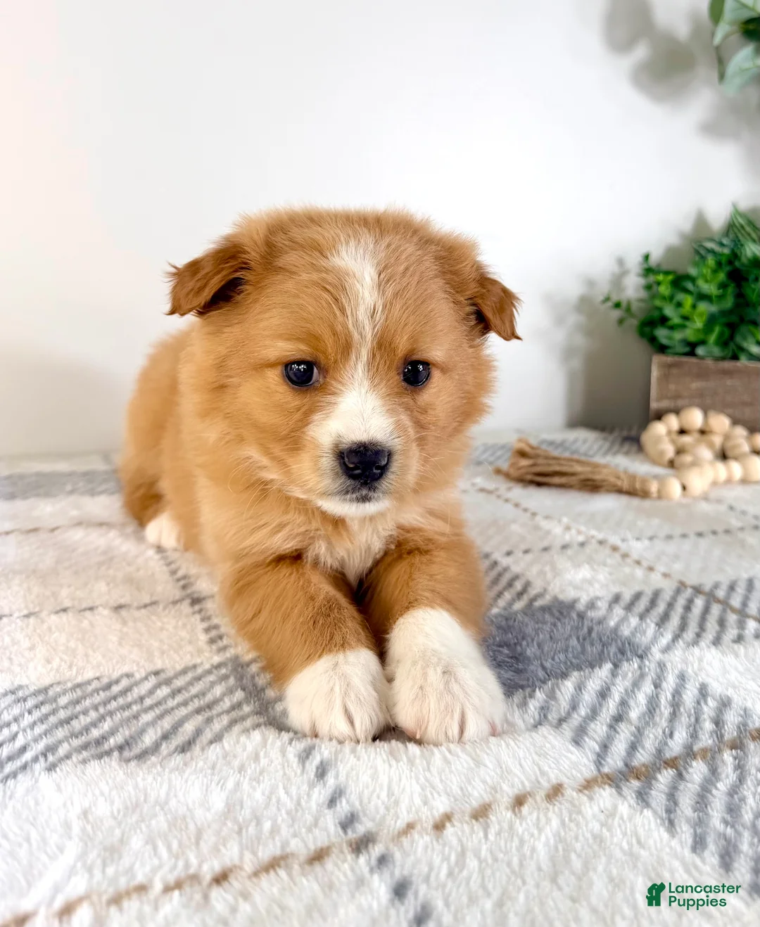 Mixed Breed dogs for sale: Cinnamon - Ad 3
