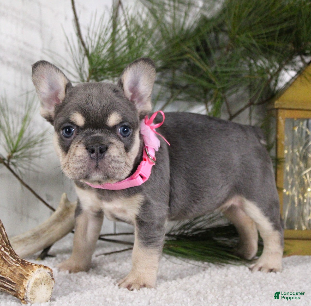 French Bulldog dogs Macy - Ad 2