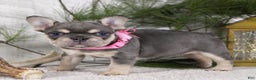 French Bulldog dogs for sale: Macy - Ad 2