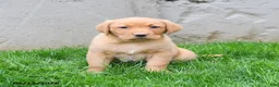 Labrador Retriever dogs for sale: Elodie - Ad 5