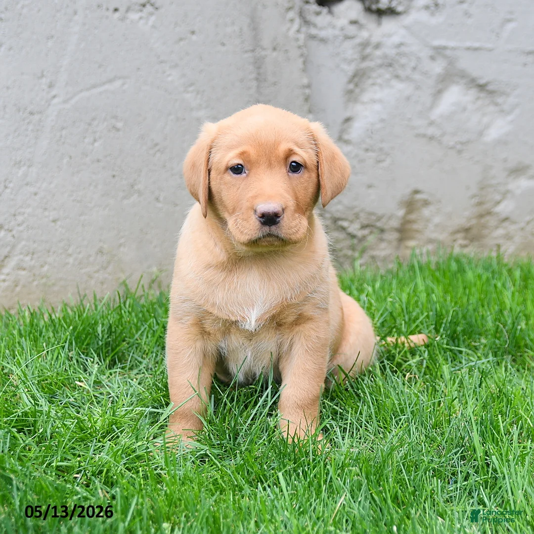 Labrador Retriever dogs for sale: Elodie - Ad 5
