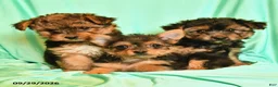 Yorkshire Terrier dogs for sale: Dwight - Ad 3