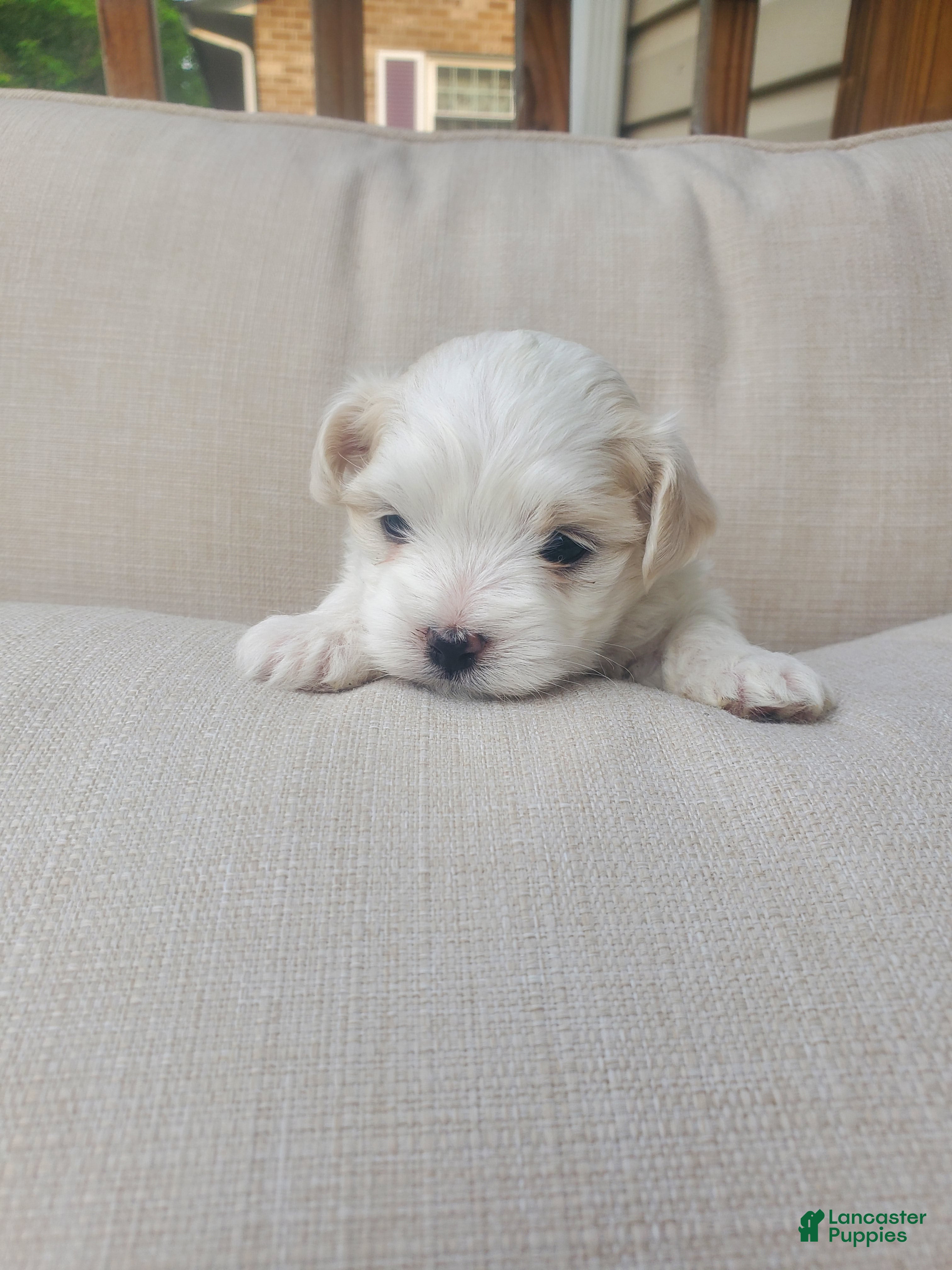 Maltese dogs Eve - Ad 27