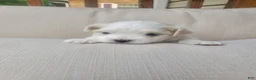 Maltese dogs for sale: Eve - Ad 2