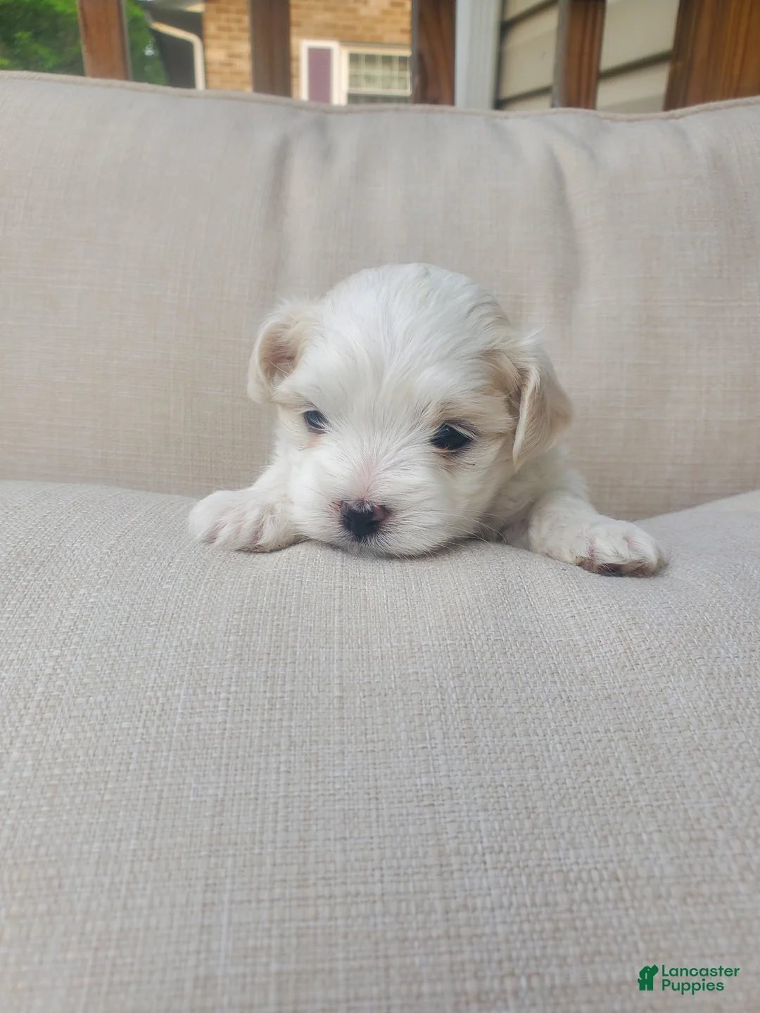Maltese dogs for sale: Eve - Ad 2