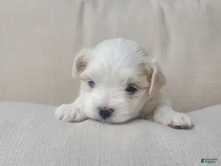 Maltese dogs Eve - Ad 27