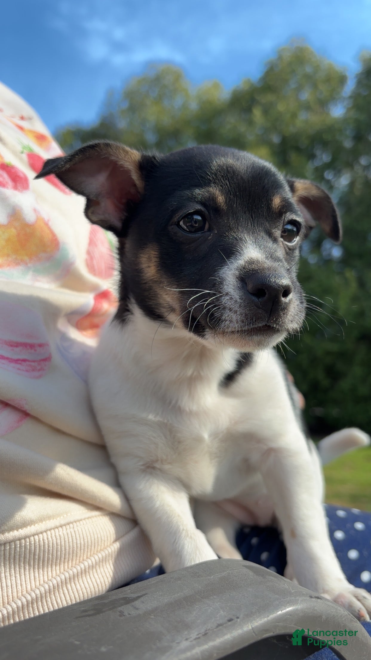 Rat Terrier dogs Rat Terrier Puppy 3 - Ad 9