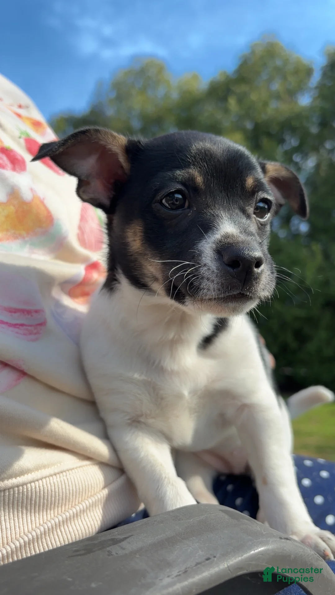 Rat Terrier dogs for sale: Rat Terrier Puppy 3 - Ad 1