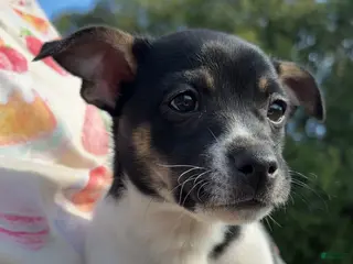Rat Terrier dogs Rat Terrier Puppy 3 - Ad 9