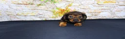 Miniature Dachshund dogs for sale: Lizz - Ad 1