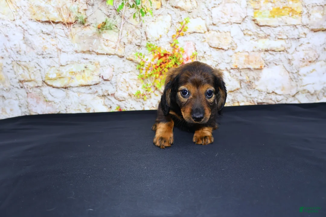 Miniature Dachshund dogs for sale: Lizz - Ad 1