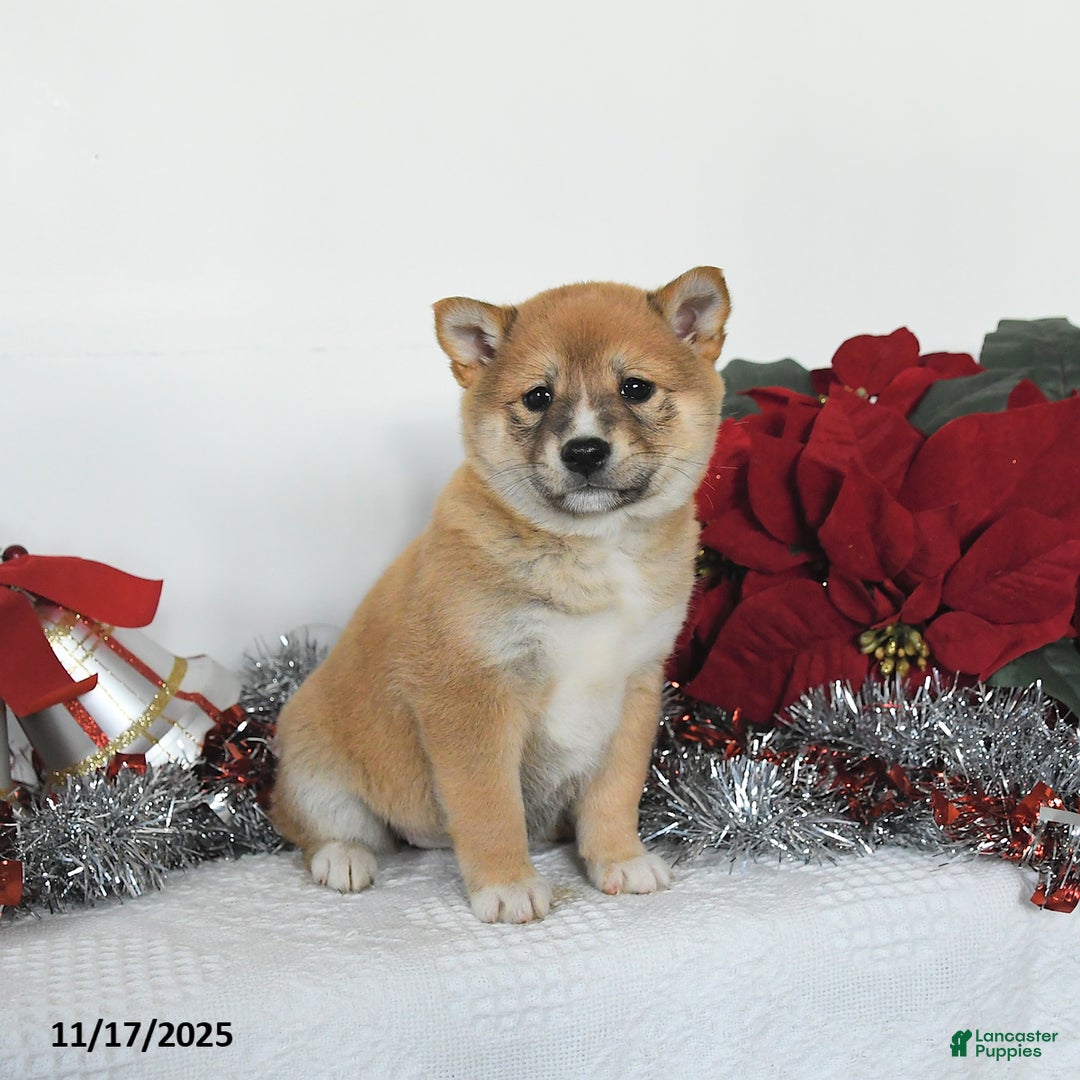 Shiba Inu dogs for sale: Ginger - Ad 3