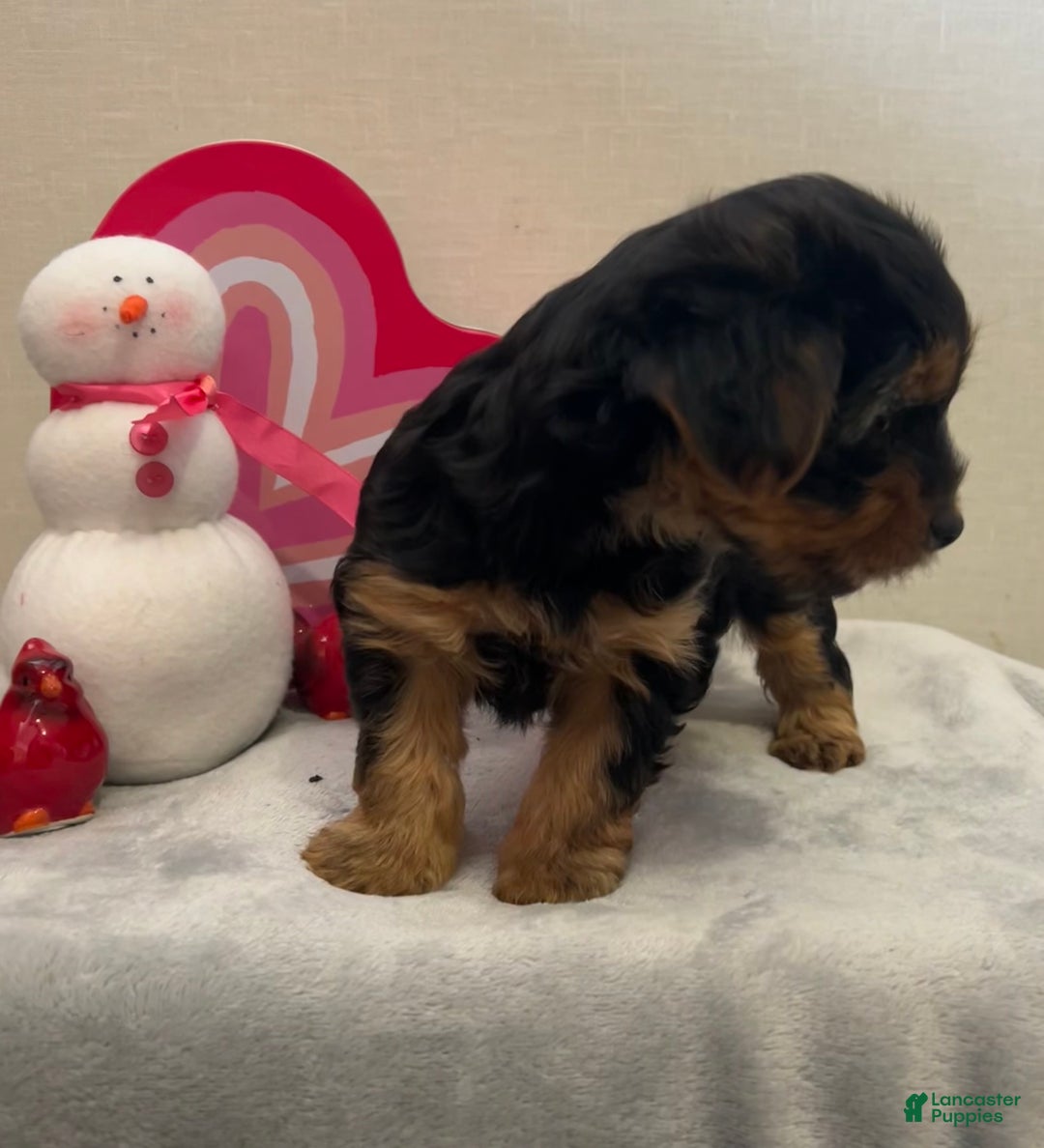 Yorkshire Terrier dogs for sale: Lilly - Ad 6