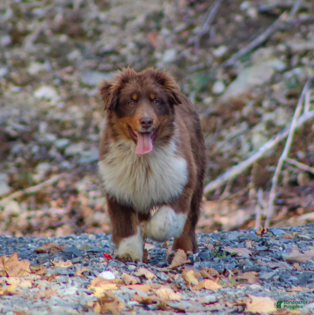 Mixed Breed dogs for sale: Milo - Ad 1