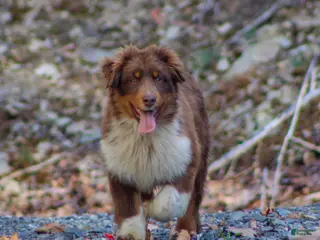 Mixed Breed dogs for sale: Milo - Ad 1