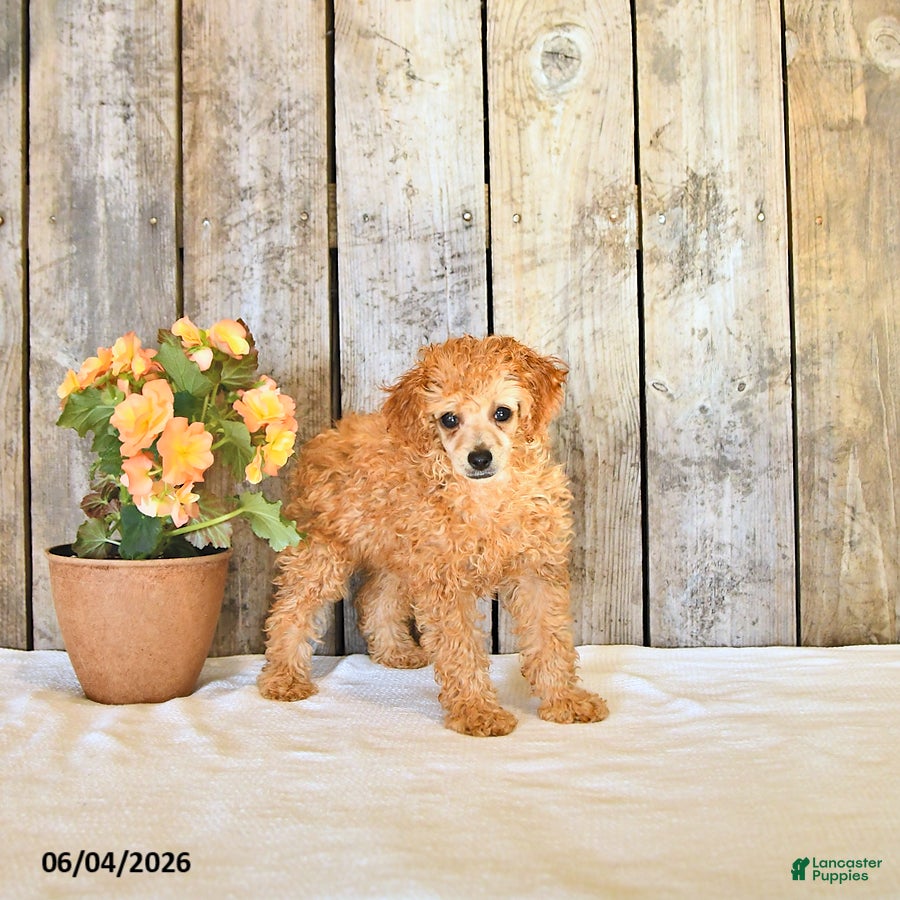 Miniature Poodle dogs for sale: Lupi - Ad 1