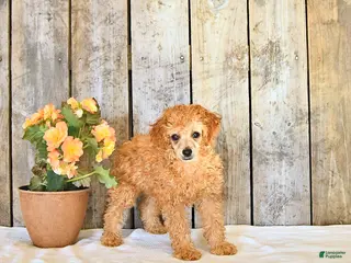 Miniature Poodle dogs for sale: Lupi - Ad 4