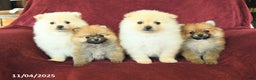 Pomeranian dogs for sale: Pickles - Ad 3